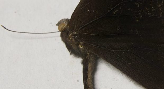 Leda Melanitis mario savini 050417